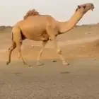 قعود رباع منتج ساسه غرنوق