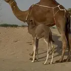 خلفة ساحلية للبيع