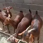 معزا للبيع