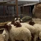 خرفان نعيم هرافي ذبايح بلدي
