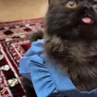 قط للبيع ب 150