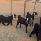 جمد عوارض