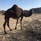 ضروبه سمرا كفو على جميع الشروط