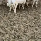 10طليان مناسبات فل شحم وطراف ونظيفه شرط(( تم البيع ))
