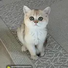 قطه برتش