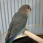 طير روز للبيع