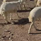 بهم حري خرفان للبيع