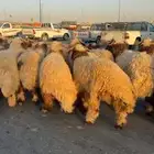 خرفان نعيمي