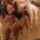 ماعز مشكل