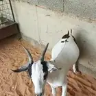 تيوس يمنيه مرابي و شرط لحمه بيضاء ((جذعان )) علف نظيف