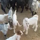 للبيع معزاء عوارض خلفات