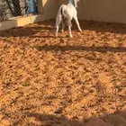 تيس عمره 4 شهور
