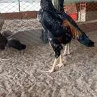 ديك شامو مميز تم البيع