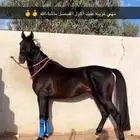 حصان واهو سبوق حفيد البطل عامر من الاب ومن الام داحس