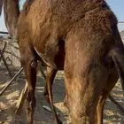 قعود مجهم بلدي شي كفو من تحت امه