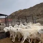 للبيع ضأن حريات مراح واحد