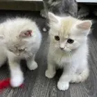 لتبني 3 قطط 2 صغار مع الام