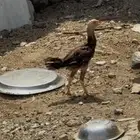 دجاج بلدي اصيل فيهم باكستانيه وحده