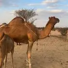 خلفه ساحليه هديه