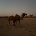 السلام عليكم للبيع