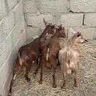 تيوس للبيع