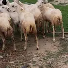 رخال رفيديات دفيع