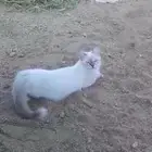 قطة هملايا حامل للتبني مجانا
