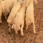 بهم للبيع العمر اربع اشهور