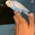 بادجي اليف هدد سمعت بوسه بوسه غير واضحه