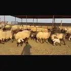 للبيع غنم فاخره مطافيل 7 تحتها 7