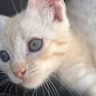 قطط للتبني لمن يخاف الله