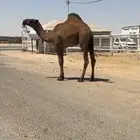 للبيع قعود اصفر فحل كفو وتوه داخل لقي