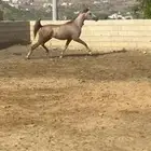 مهر شعبي