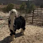 خروف نجدي فحل جذع