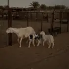 حريه تحتها خرفان تم البيع