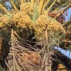 450 نخله للأيجار ومتنوعه