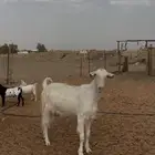 عنز شاميه دافع سونار