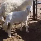 رخل والد حري صنف جذعه ثنيه تم البيع