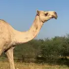 عجم آركة