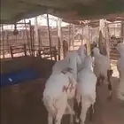 سواكن مرابي جذعان