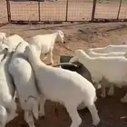 بهم تربيه نظيف للبيع