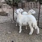 طلي 2 رخال سمان وطيبه