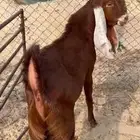 تيس عارضي فحل جذع