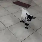 ذكر ماعز قزم للبيع عمر 3 شهور