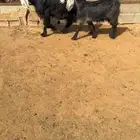 عنز عارضيه خلفه ( تم البيع )