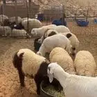 ذبايح مع خدمة الذبح والتوصيل