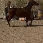 فرس واهو تحتها مهره