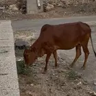 بقره دافع حمرا ماشاءالله