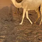 بكره مفروده باتليه للبيع
