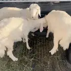 3رخال صفر
